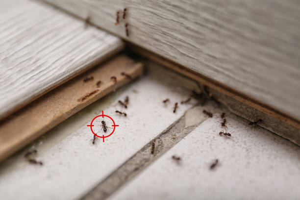 Best Best Pest Control Companies  in Austin, MN